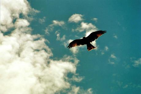 Warum Reisen? Vögel beobachten ist nicht nur etwas für Ornithologen