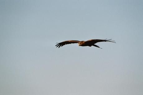 Warum Reisen? Vögel beobachten ist nicht nur etwas für Ornithologen