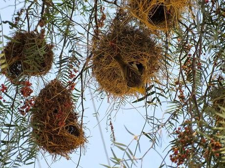 Warum Reisen? Vögel beobachten ist nicht nur etwas für Ornithologen