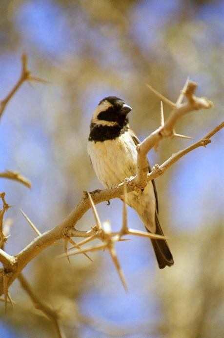 Warum Reisen? Vögel beobachten ist nicht nur etwas für Ornithologen