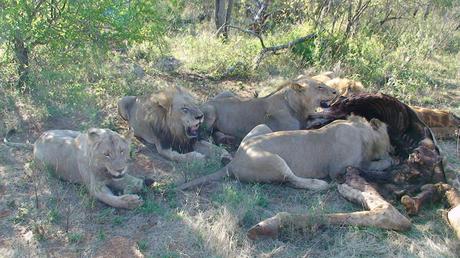 Safari-lodge mit Kind