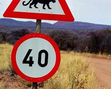 Afrikas Grosskatzen - Afri Cat