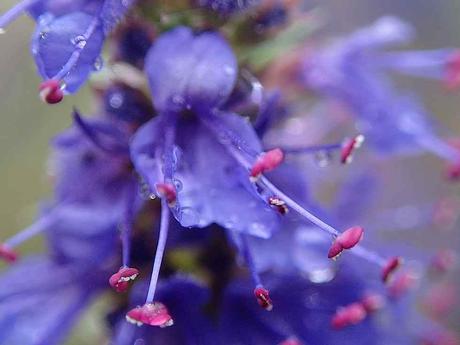 Blüten im Regen.  - Foto: Erich Kimmich