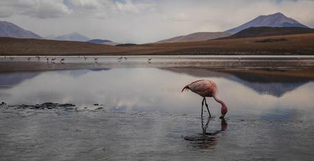 James-Flamingo