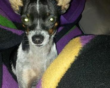 Luna der Dämonenhund