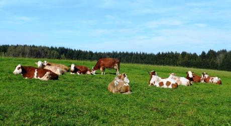 Kühe auf der Weide sieht man sehr viele in unserer Bio-Heu-Region