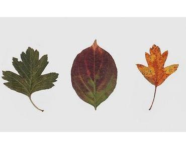 Blätter, nicht fotografiert