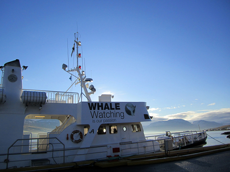 Whale Watching in Akureyri