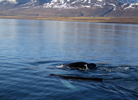 Whale Watching in Akureyri