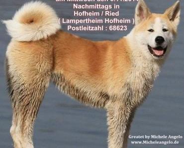 Hund  verschwunden - vermisst -  Michele Angelo bittet euch dringend um Mithilfe !