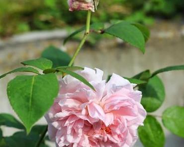 11 Fragen und 11 Antworten