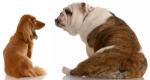 dachshund and english bulldog looking at each other