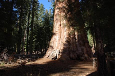sequoia_red_wood_tree