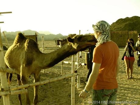 19_Kuss-vom-Kamel-bei-Beduinen-Wueste-Hurghada-Aegypten