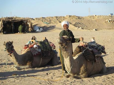 10_Kamele-Wuestenschiffe-Wueste-Hurghada-Aegypten