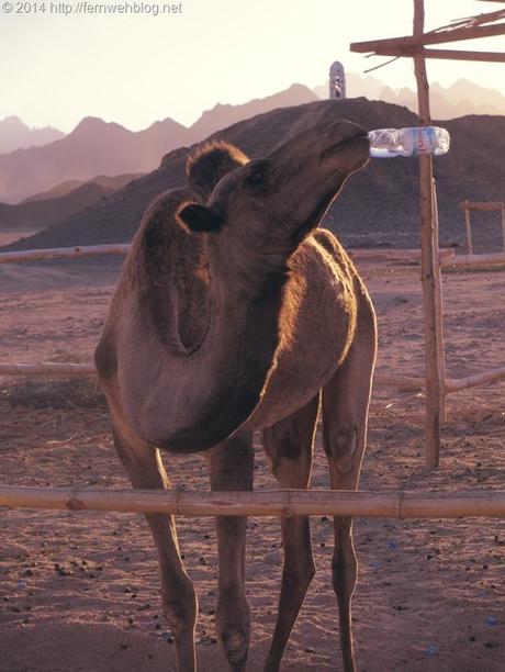 20_Saufen-wie-ein-Kamel-in-der-Wueste-Hurghada-Aegypten