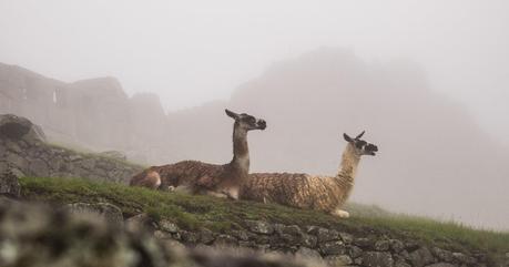 Lamas im Nebel.
