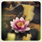 Lotus im Wasser