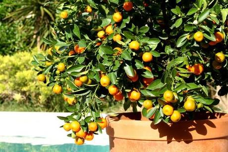 Kumquats Konfitüre ohne Zucker Rezept von Astrid Prinzessin zu Stolberg