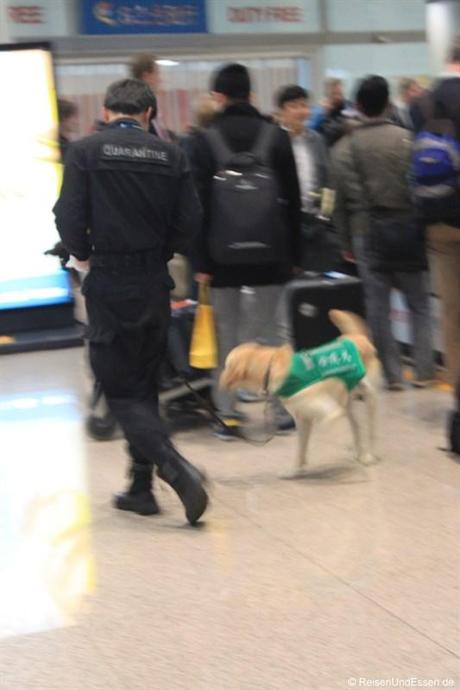 Schnüffelhund am Flughafen Beijing (leider unscharf)