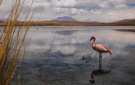 James Flamingo