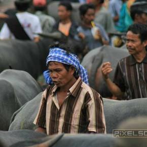 Viele Fotos von dicken Bullen in Rantepao auf Sulawesi