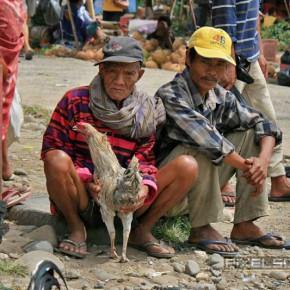 Viele Fotos von dicken Bullen in Rantepao auf Sulawesi
