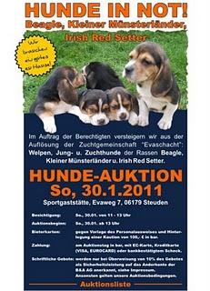 Hunde unterm Hammer - Tierschutz mitten in Deutschland