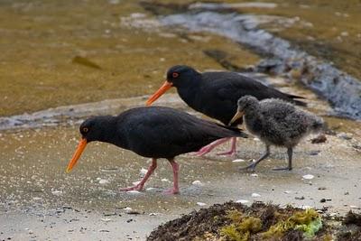 Wildlife on Ulva Island, Stewart Island, New Zealand