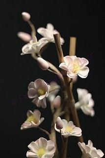 Kirschblüten zum Geburtstag