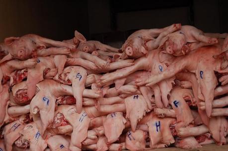 News: Europas größter Schweinezüchter wird Tierhaltung verboten.