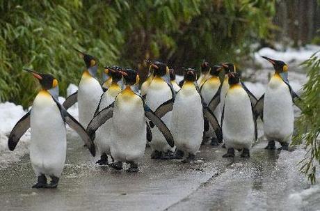 Adventskalenderfenster Nr. 11: Auf zur Pinguinparade!