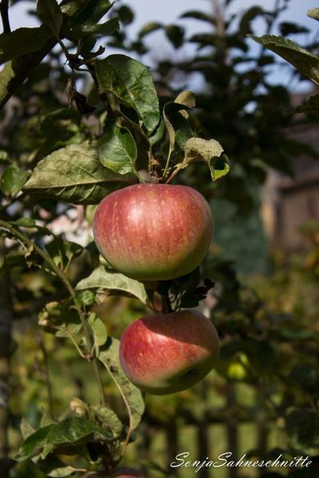 Apfel-Cupcakes (7 von 1)