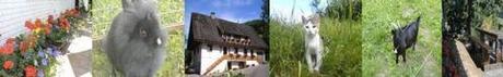 Schwarzwald, 77740 Bad Peterstal: Ferienwohnungen Bad Peterstal