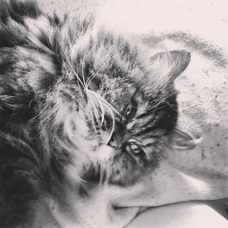 #cat #cats #TagsForLikes #catsagram #catstagram #instagood #kitten #kitty #kittens #pet #pets #animal #animals #petstagram #petsagram #photooftheday #catsofinstagram #ilovemycat #instagramcats #nature #catoftheday #lovecats #furry #sleeping #lovekittens #adorable #catlover #instacat