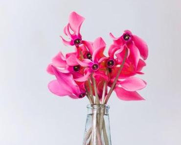 Liebes Alpenveilchen,