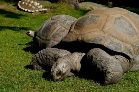 giant-tortoise-162902_1280
