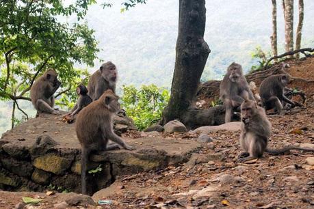 Lombok - Pusuk Monkey Forest