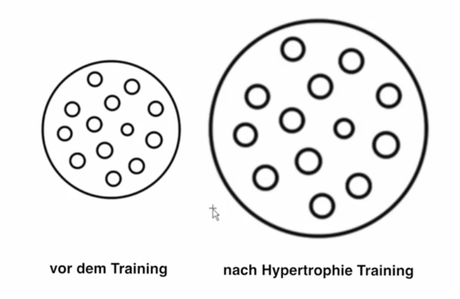 Querschnittszuwachs nach Hypertrophie-Training (© Osteovital.net)