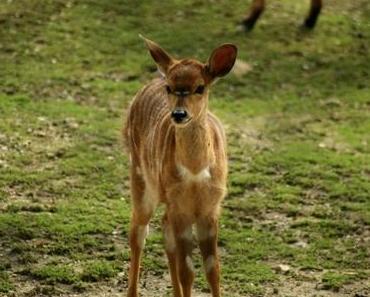 [365/361] – Bambi