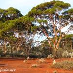 Kalgoorlie - Buschleben in Australien: 13 Unannehmlichkeiten bzw. Nachteile