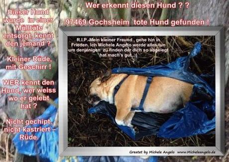 97469 Gochsheim tote Hund gefunden - Wer erkennt diesen Hund ? ?