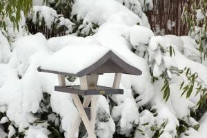 Vögel füttern im Winter – so geht es richtig