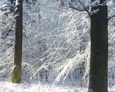 Winterwonderland – einfach traumhaft