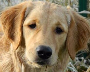 Von Apportierlegasthenikern und Feng Shui Beraterinen