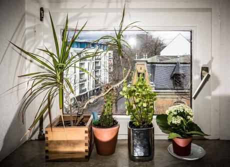 Kuriose Feiertage - 10. Januar - Tag der Zimmerpflanzen - der amerikanische Houseplant Appreciation Day - 1 (c) 2015 Sven Giese