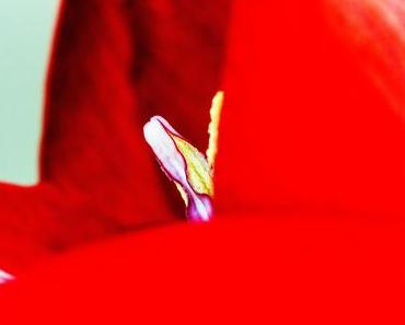 Amaryllis – die giftige Winterschönheit