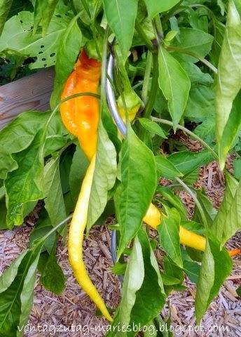 Update: Paprika- und Pfefferonipflanzen überwintern
