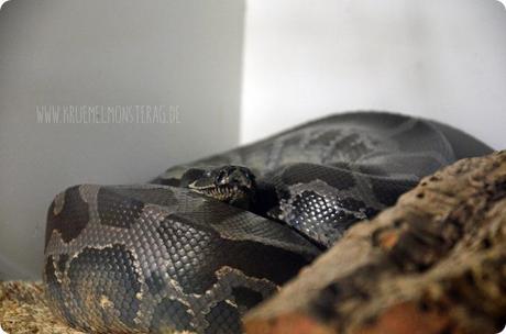 Python (11) von PB Snakes 311214