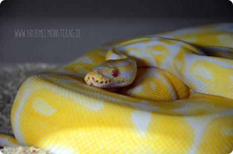 Python (24) von PB Snakes 311214